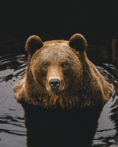 Brunbjørn i vann fra Bjørneparken på Flå